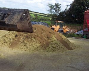 Rapeseed ensiled with Maize, making Magic Maize