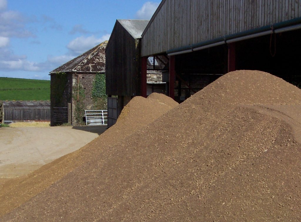 Rapeseed ready for inclusion with Maize